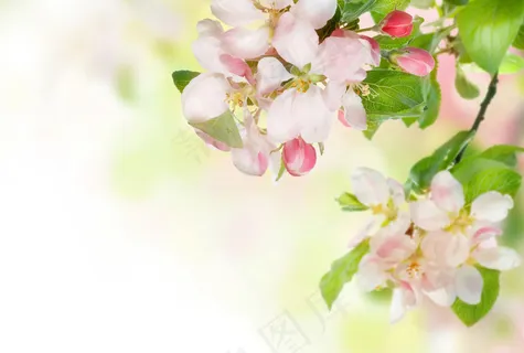 鲜花桌面背景图片下载 鲜花桌面背景图片下载