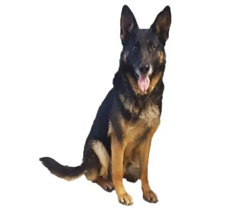 德国牧羊犬 PNG免抠(600x500)