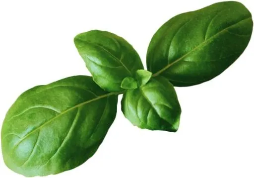 罗勒 PNG免抠(823x576)