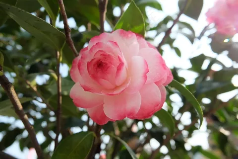 红粉山茶花图片 红粉山茶花图片