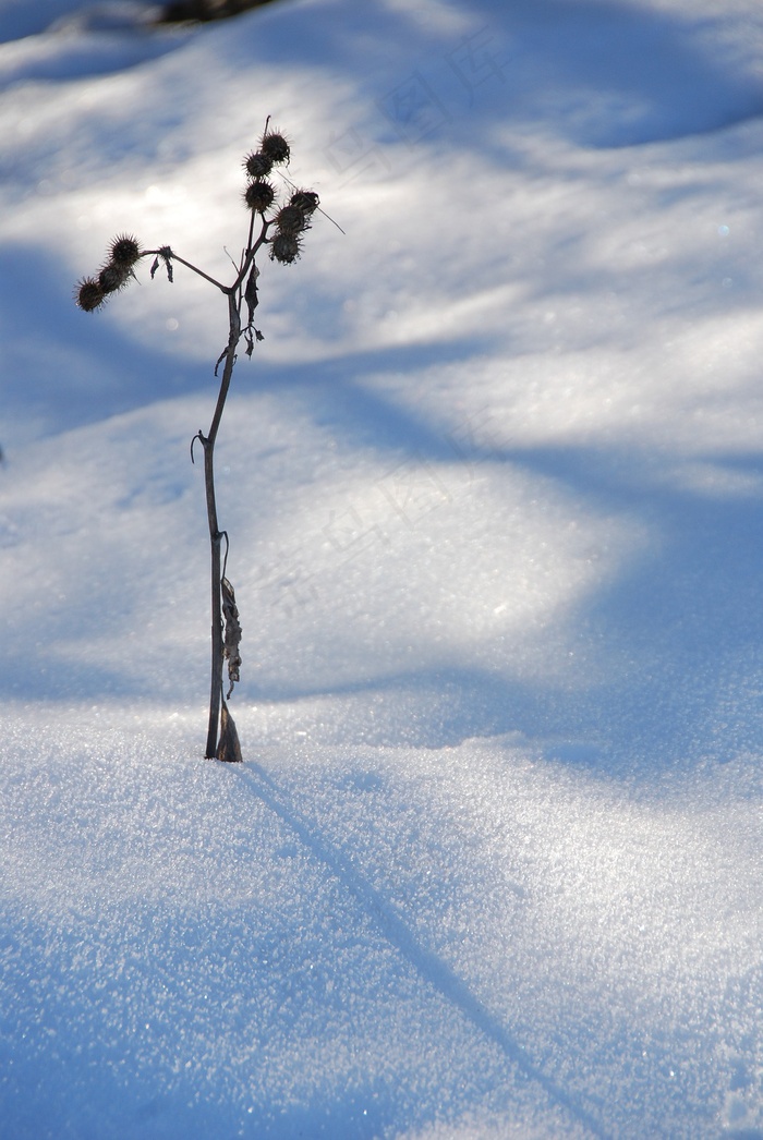 冬天 雪 植物 枯萎的 寒冷的 自然