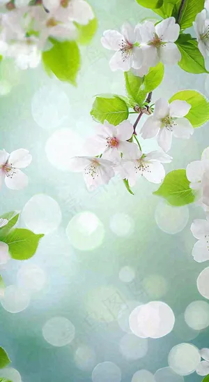 春天白色的樱花花朵开满枝头立春惊蛰春分摄影图