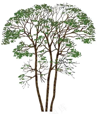 树木素材图片