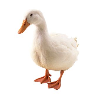 免抠白鹅实物摄影图片