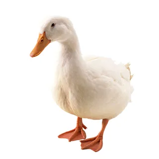 免抠白鹅实物摄影图片