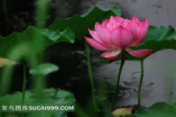 高清摄影图桃红色荷花