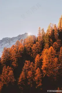 高清金色枫树林 高清金色枫树林