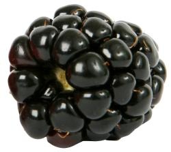 黑莓 PNG免抠(250x223)