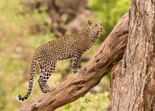 唯美野生动物爬在树枝上的豹子图片