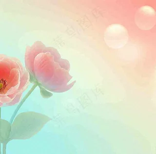 彩色简约鲜花花束郁金香渐变花朵