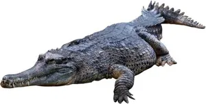 PNG鳄鱼免抠