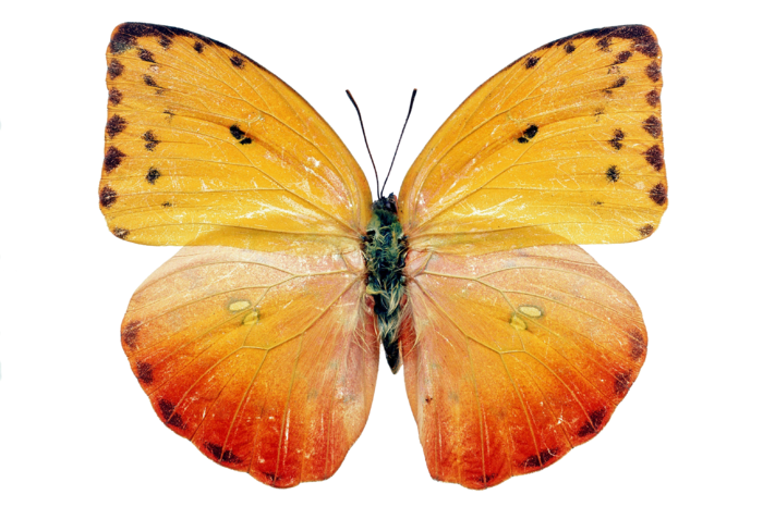 蝴蝶 彩蝶 花蝴蝶 动物 昆虫 免抠