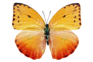 蝴蝶 彩蝶 花蝴蝶 动物 昆虫 免抠