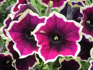 唯美矮牵牛花图片