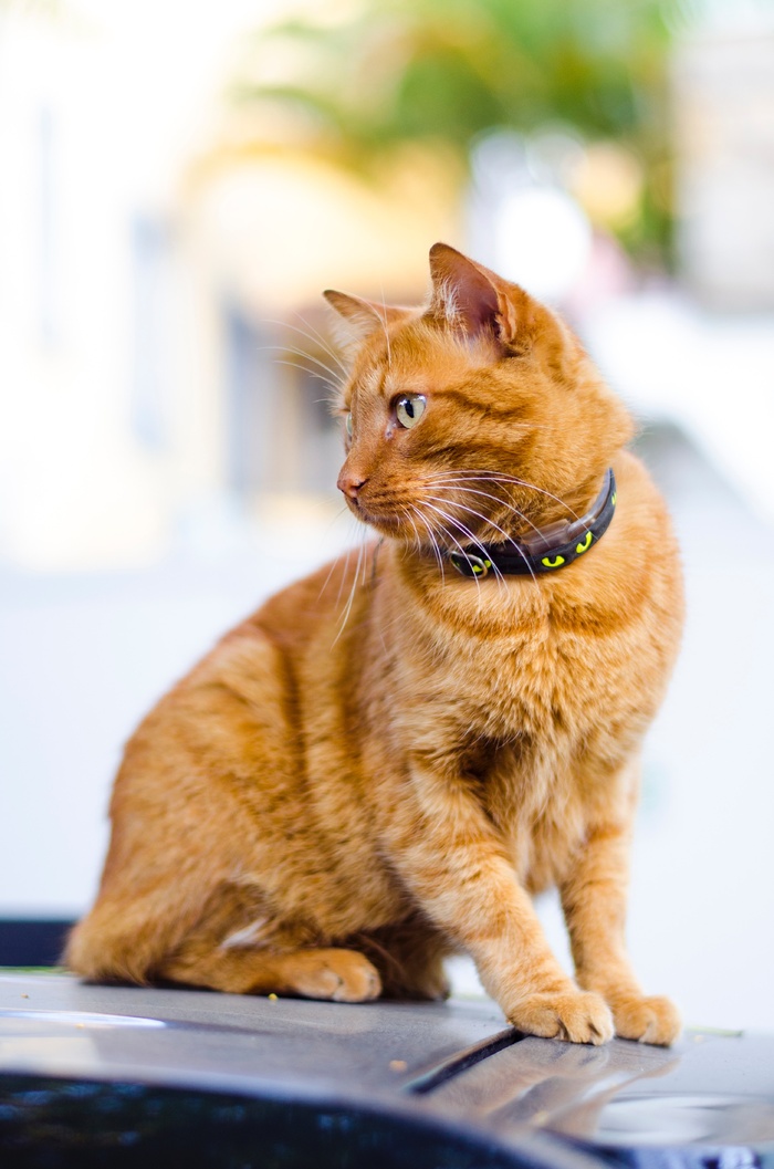 可爱猫咪猫猫摄影素材