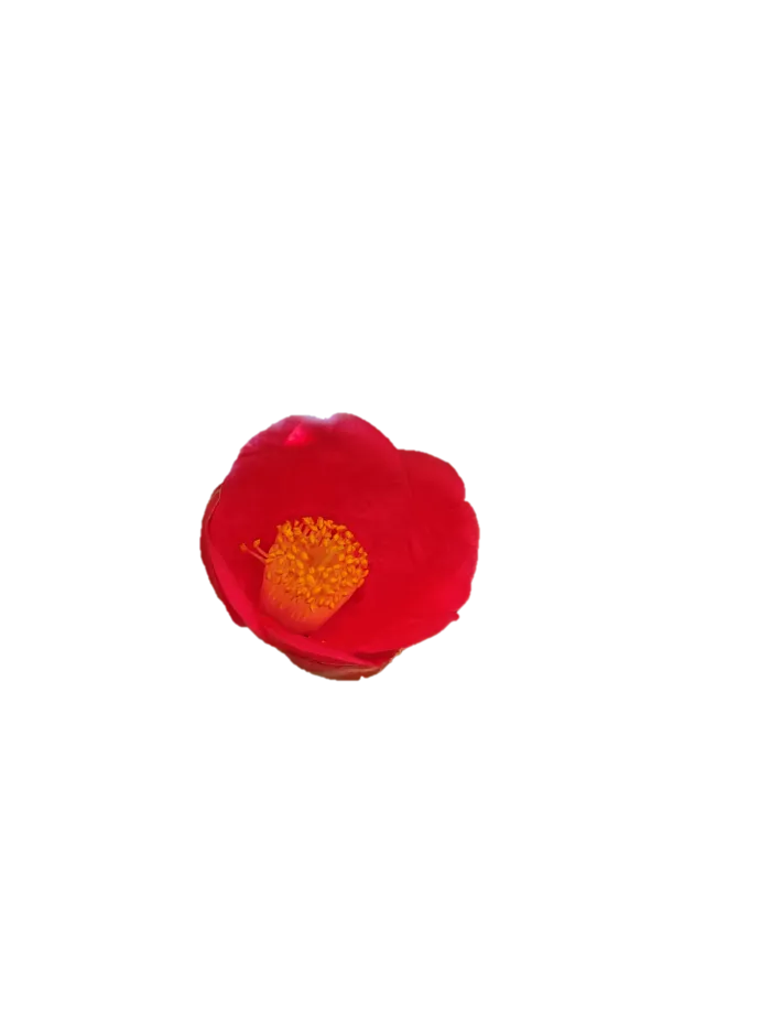山茶花“免抠”