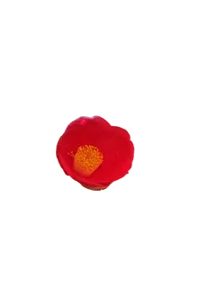 山茶花“免抠”