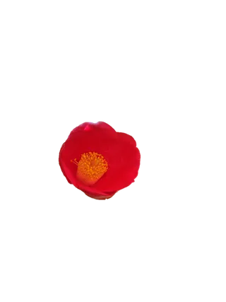 山茶花“免抠”