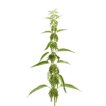 荨麻免抠(350x350)