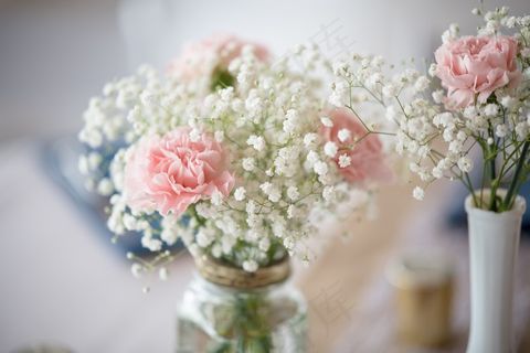 水培满天星图片