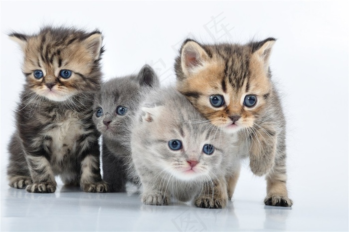 四只可爱小猫