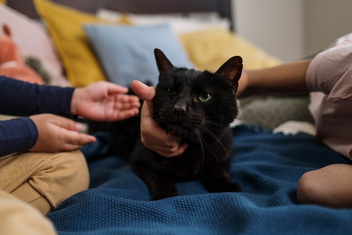 可爱猫咪猫猫摄影素材