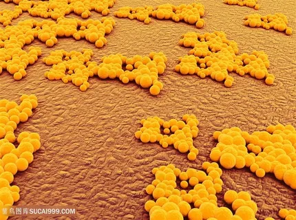 细胞细菌生物研究高清图 细胞细菌生物研究高清图