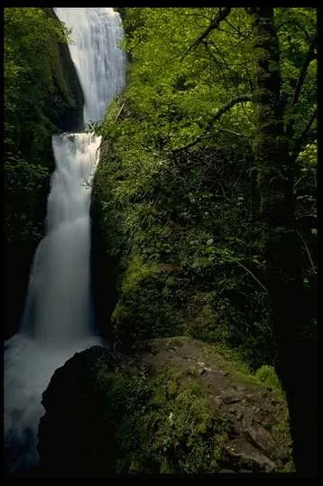绿树山水 293