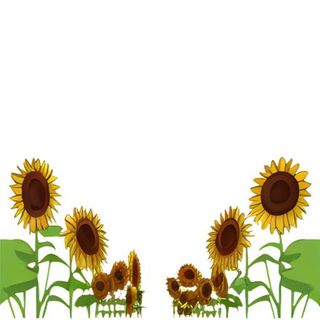 向日葵花花丛免抠