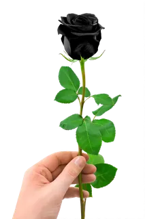 花类黑玫瑰免抠图