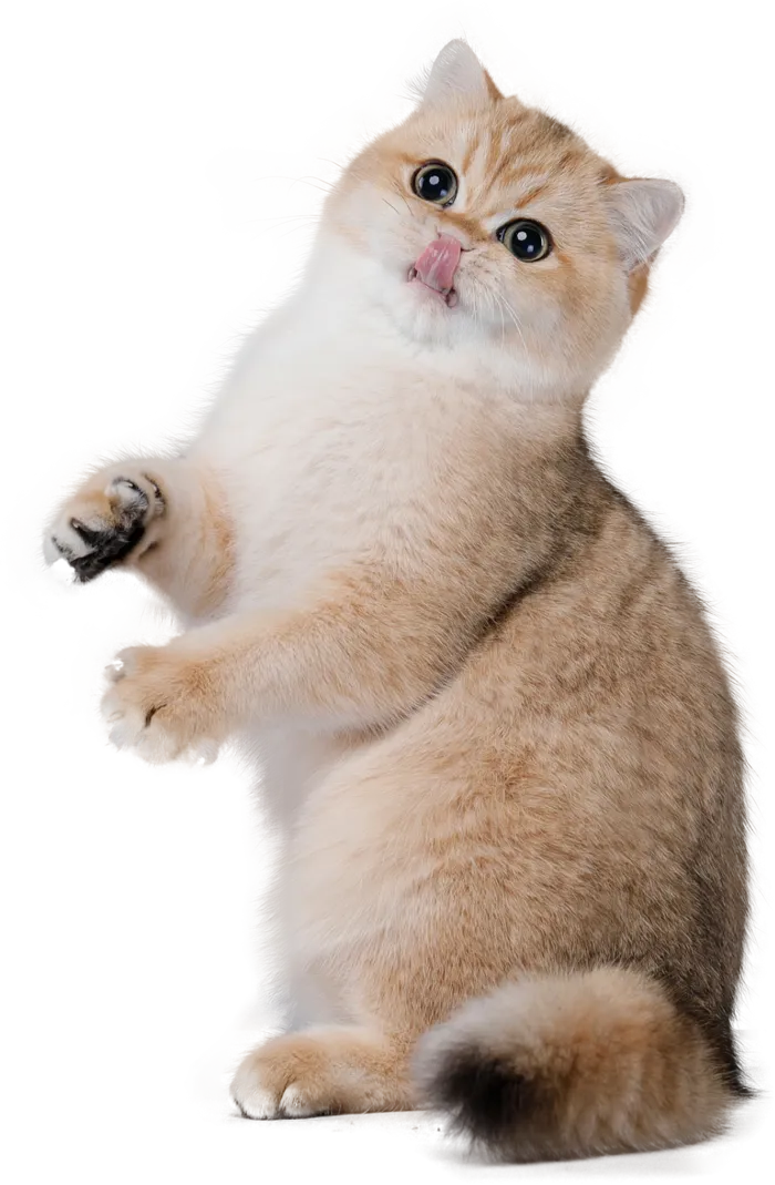 免扣素材实物猫咪摄影