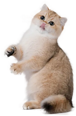 免扣素材实物猫咪摄影