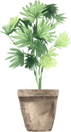 水彩插画-植物20