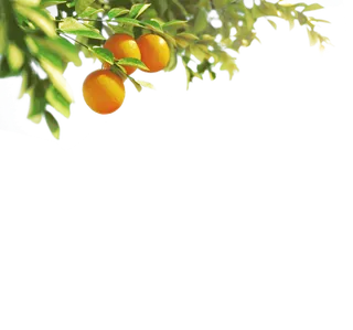 树木树枝树叶免扣素材