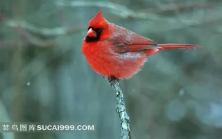 树枝上蹲着的红衣主教鸟