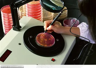 研究实验器具-查看培养皿中的生物