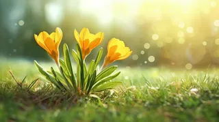 阳光沐浴下的草坪里的小黄花摄影图