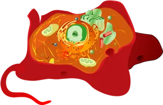 细胞解剖图卡通