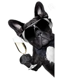 参加聚会的小狗狗高清图片