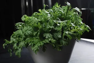 茼蒿火锅配菜美食设计素材