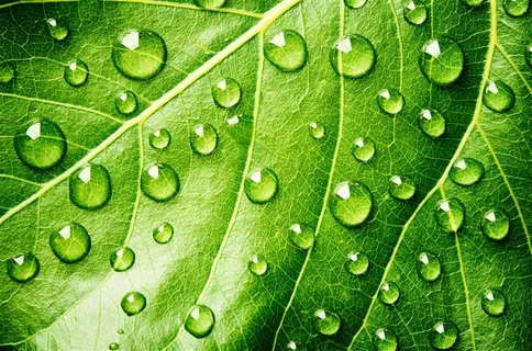 在绿叶上不规则分布的水珠高清图片 在绿叶上不规则分布的水珠高清图片