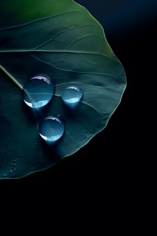 蓝色荷叶意境水珠背景