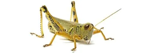 蚱蜢 PNG免抠(618x216)