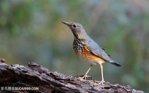 树上行走的小鸟图片