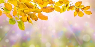 朦胧散景与发黄的枝叶摄影高清图片