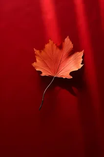 红色秋叶大气背景