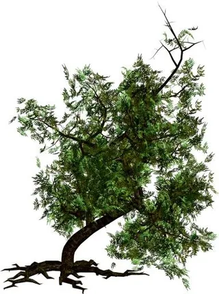 树 PNG 图像免抠