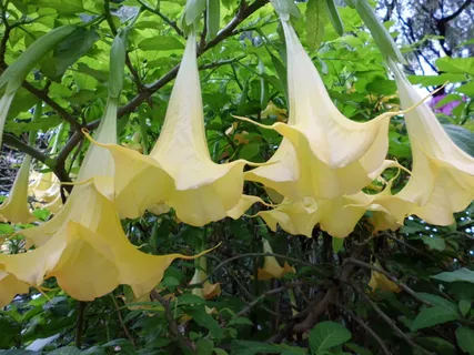 曼陀罗花高清图片 曼陀罗花高清图片