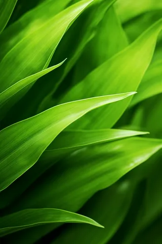 绿叶细节特写摄影图