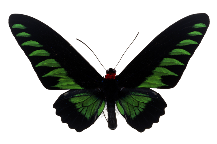 蝴蝶 彩蝶 花蝴蝶 动物 昆虫 免抠